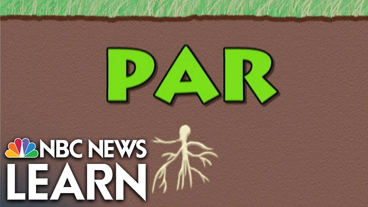 Word Roots: Par