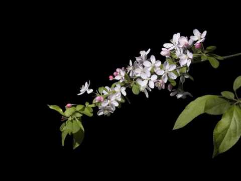 Thể hiện bởi Mạnh Quỳnh