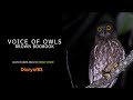 Brown Boobook Owl Voice Out At Night