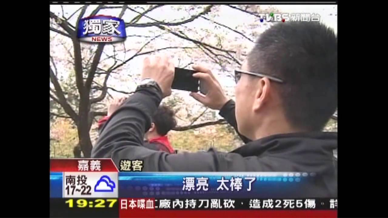 〈獨家〉吉野櫻盛開、一葉蘭綻放　櫻花季開鑼