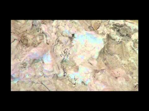 MANIFESTA 9 - parallel event "Dumont 20-90"