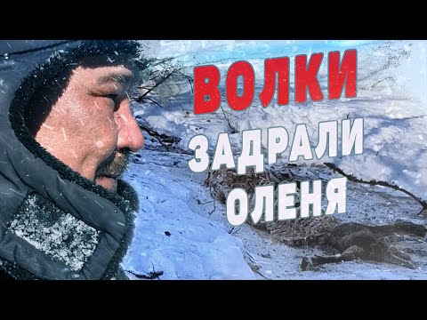 На защите стад. Будни волчатников. Охота на волков в Якутии.