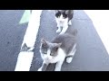 Two Kittens Meowing Very Loudly Because They Re Still Hungry