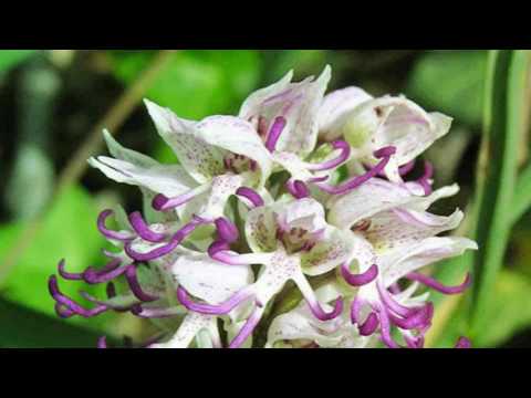 Incredible Indian flowers
