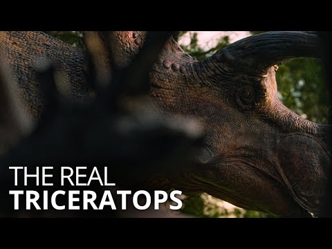 The life of Triceratops