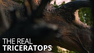 The life of Triceratops