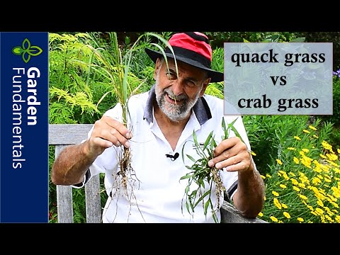 Quack Grass vs Crab Grass  🌾❓🌵 What is the difference and how do you get rid of them?