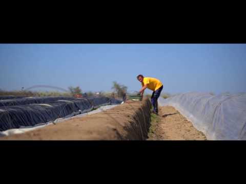 Spargelhof Englert in Lindach / Kolitzheim