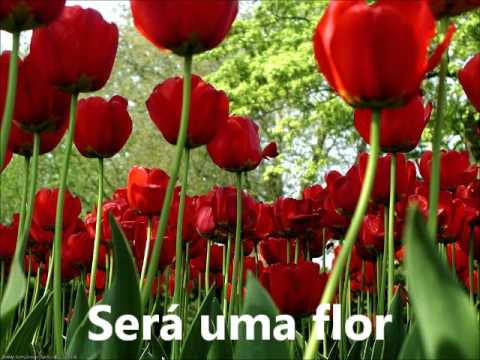 ROSA VERMELHA AUDIO MARA LIMA COM LETRA MUSICA GOSPEL LEGENDADA PARA ADORAÇÃO E LOUVOR