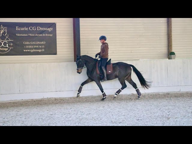 Talentueux hongre oldenbourg 