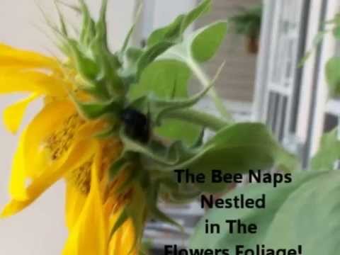 Bee Happy, Bee Blessed by the Lord of Harvest!