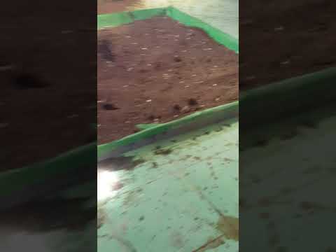 Nhà yến tại chợ Lầu - Bắc Bình - Bình Thuận sau khoảng 2 tháng đưa vào hoạt động