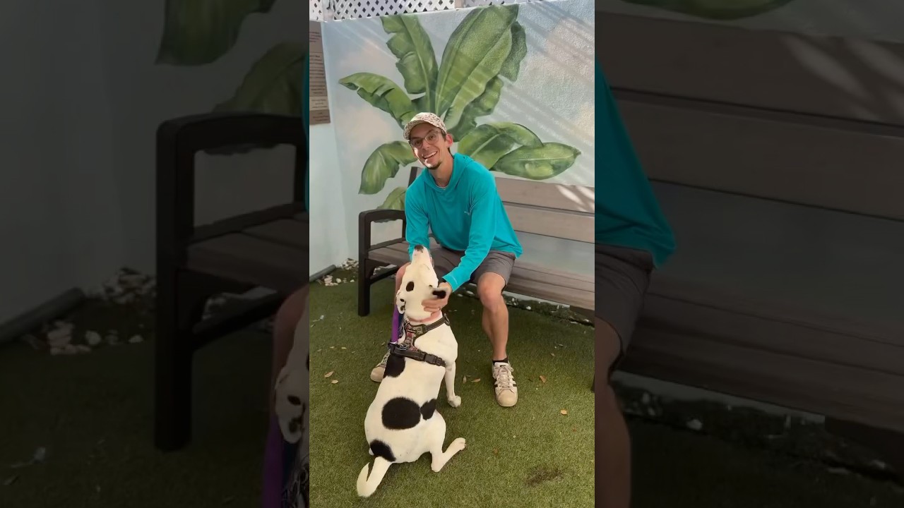 Nana, a Adoptable mixed breed in Fort Lauderdale, FL video 6/6