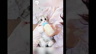 Download lagu Beautiful Kitty's 🥰 part 65 mp3 Download lagu Beautiful Kitty's 🥰 part 65 mp3