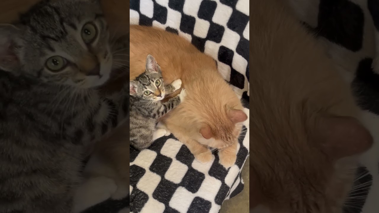 Jambalaya, a Adoptable mixed breed in Canyon Country, CA video 6/6