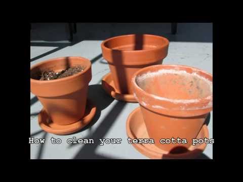 download lagu mp3 mp4 How To Clean Terracotta Pots, download lagu How To Clean Terracotta Pots gratis, unduh video klip How To Clean Terracotta Pots