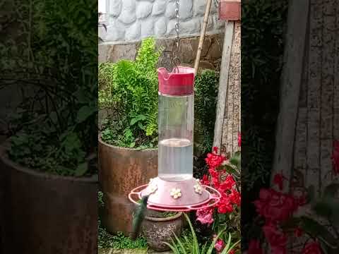 Hummingbirds in Colombia. San Francisco, Cundinamarca.