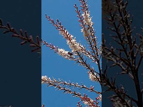 ミツバチにとって早咲きの植物 トピックス