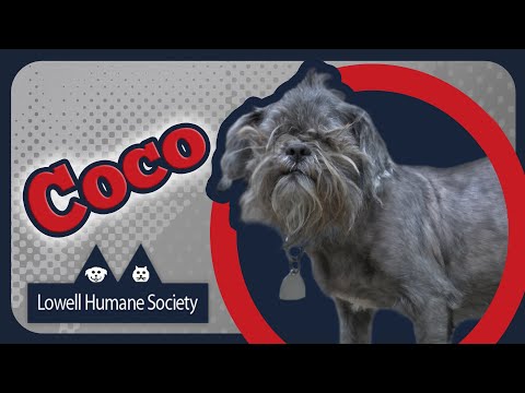 Adoptable Pet of the Week - Coco