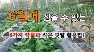 6월에 심을 수 있는 8가지 작물과 작은 텃밭 활용법! # 주말농장 텃밭가꾸기.
