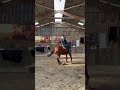 Gelding Paint For sale 2023 Bay