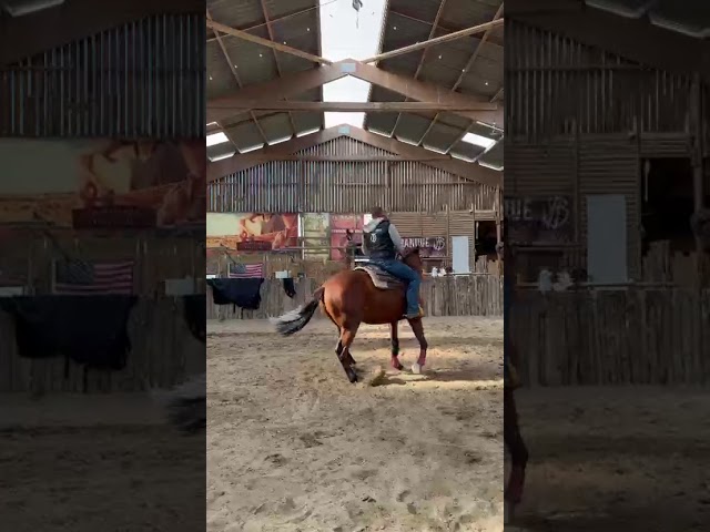 Gelding Paint For sale 2023 Bay
