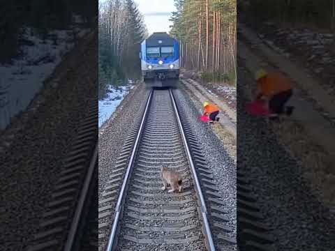Train Nearly Hits Trapped Lynx – Last-Second Rescue Caught on CCTV