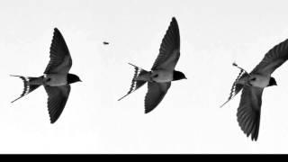 Download lagu Suara Walet | Suara Panggil Walet Cepat Menginap - Best HQ mp3