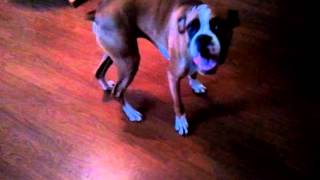 Miles Davis the boxer does a happy dance