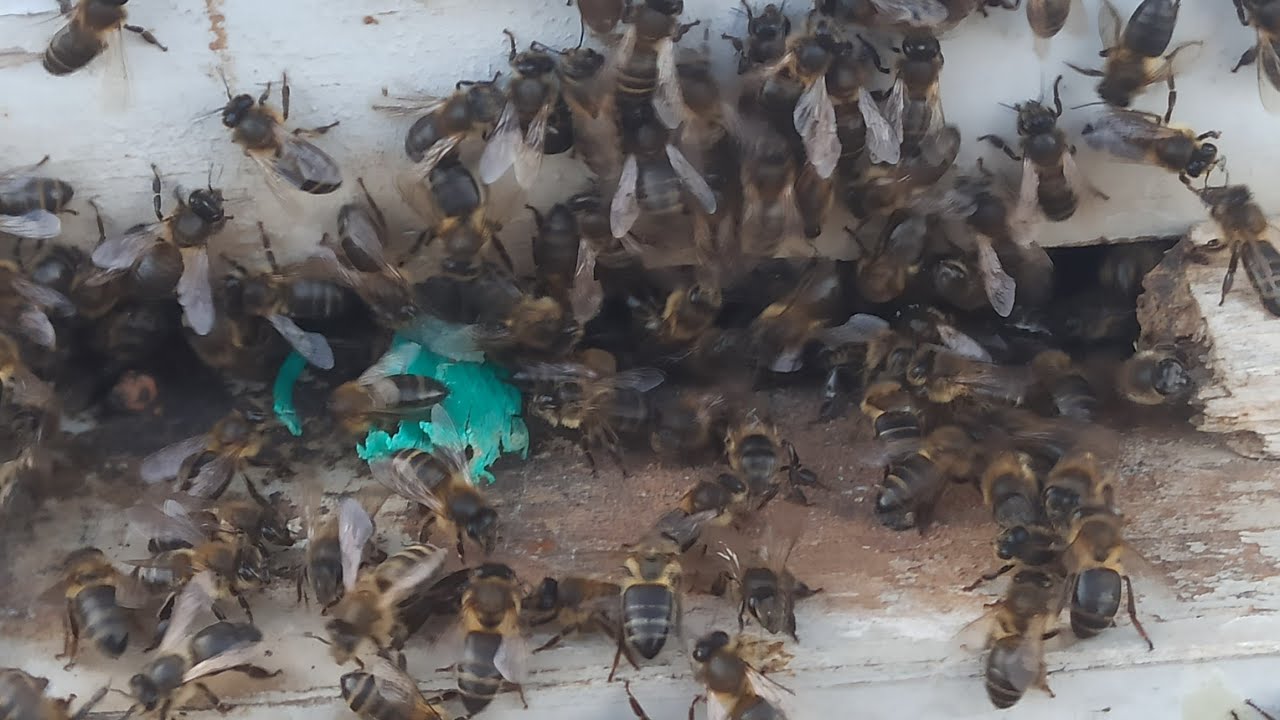 مباشر من الجزائر تربية النحل مع مفيد