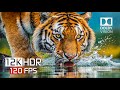 The Charms of Wild Nature 12K HDR 120FPS | Dolby Vision