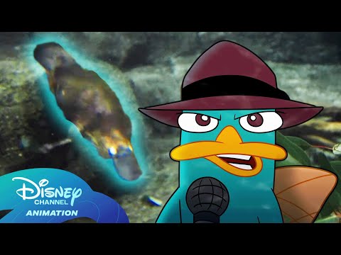 Perry Interviews a REAL Platypus at San Diego Zoo Safari Park! ☀️🌳 | @disneychannelanimation