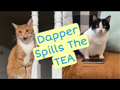 Dapper Spills The Tea On Cody and Jasmine