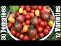 30 Tomatoes And 12 Varieties Planted In A Small Garden