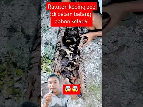 ratusan keping ini bersembunyi di dalam batang pohon kelapa #food #wildlife #animals #crabing #fish