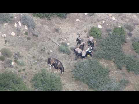 4/9/15: Police Chase Stolen Horse Pursuit - Unedited