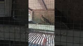 Download lagu Tuwu betina mp3