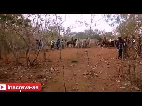 Toada vaqueiros Gil cachinbero e pavão