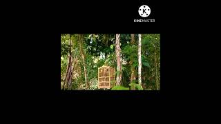 Download lagu Suara keras full isian pikat kutilang emas gacor bocor mp3