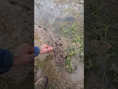 Drainage Canals: New Hope for Endangered Plants