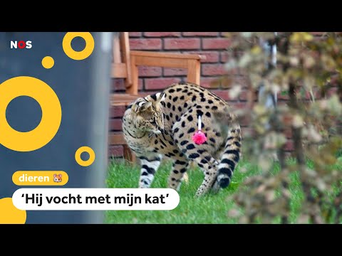 Serval zet boel op stelten in Arnhem