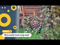 Serval zet boel op stelten in Arnhem