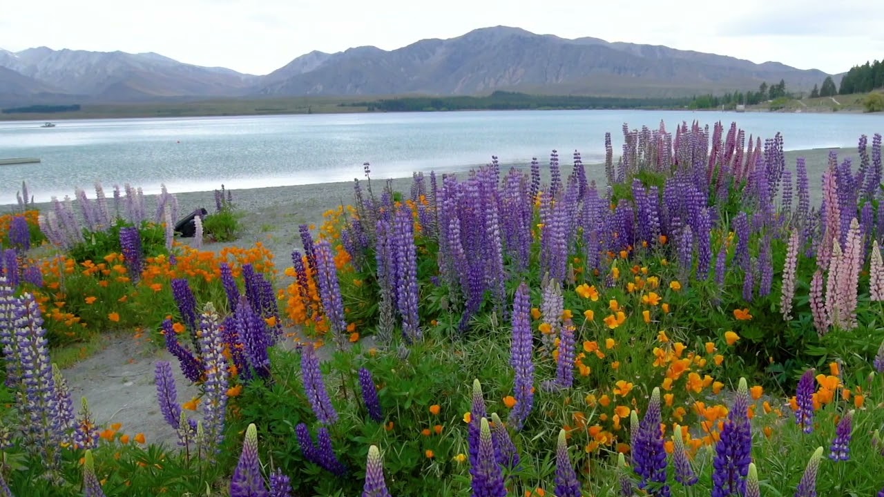 Enjoy leisurely walks around Lake Tekapo.