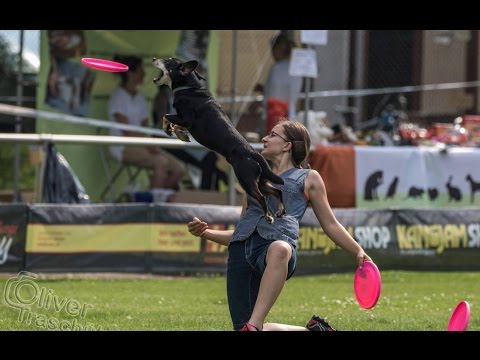 Joanna & Laki - Disc Dog Challenge Germany in Hohenlohe, freestyle div 1