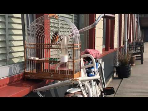 Rec siskin (Carduelis Cucullata) x Serinus Canaria Song Goldfinch Switty