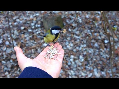 Feeding Great Tits (Parus major) in the park