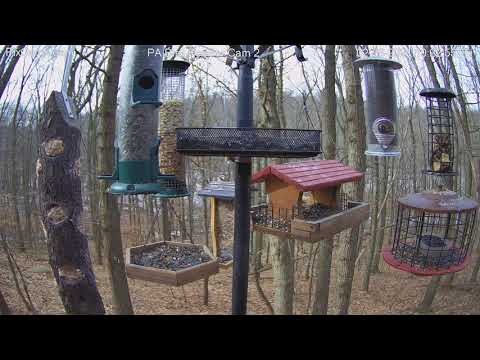 Red-tailed hawks hunt together!