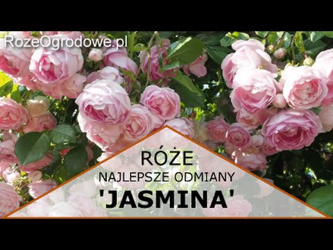 , title : 'Róża pnąca 'JASMINA'®'
