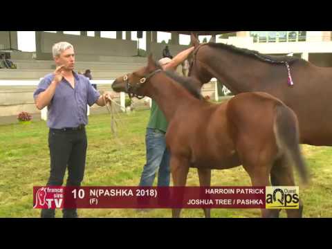 Show AQPS Ouest 2018 : Lot 10 - N(PASHKA 2018)