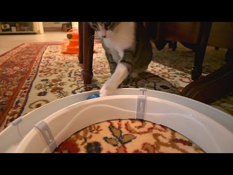 This Circuit Is My Cat's Favourite!